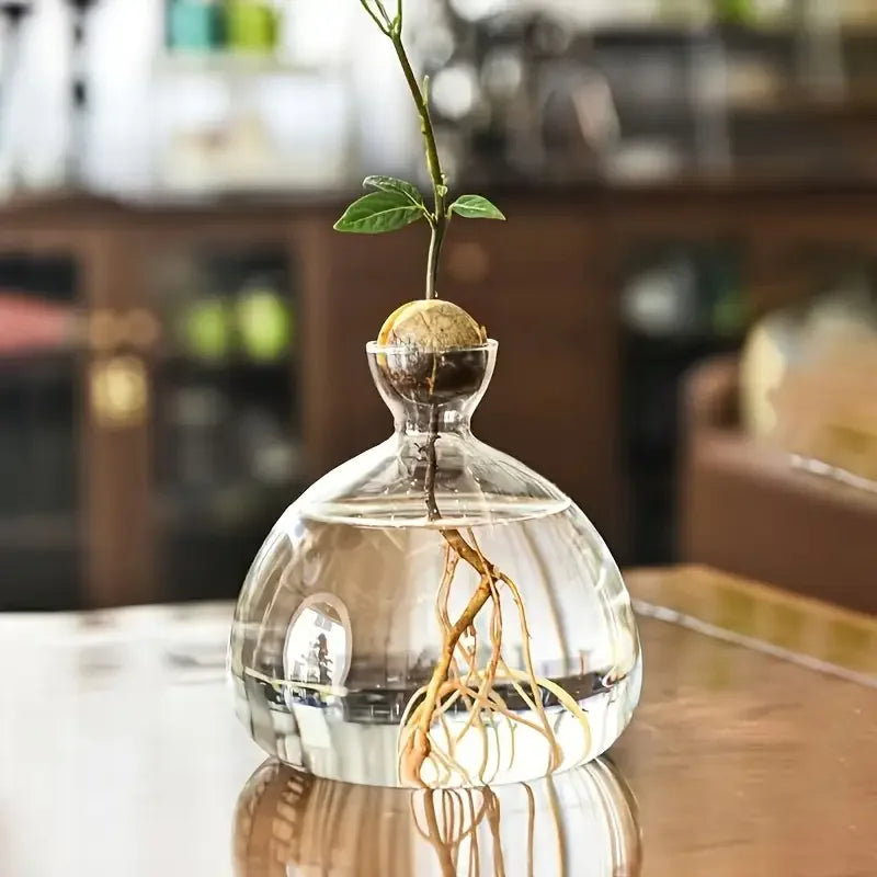Acorn Sprouting Vase, Glass Seed Starter for Acorns & Avocados