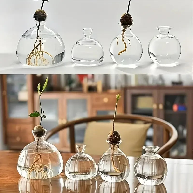 Acorn Sprouting Vase, Glass Seed Starter for Acorns & Avocados