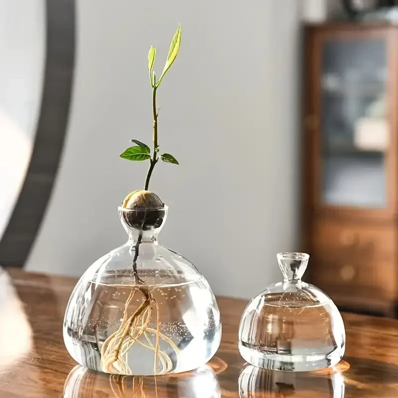 Acorn Sprouting Vase, Glass Seed Starter for Acorns & Avocados
