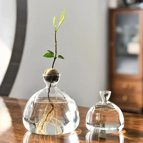 Acorn Sprouting Vase, Glass Seed Starter for Acorns & Avocados